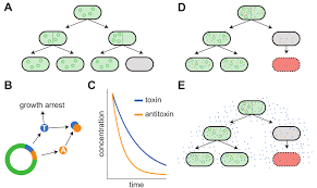 The very best free tools, apps and games. Plasmid Stability And Post Segregational Killing A Plasmid Free Cells Download Scientific Diagram