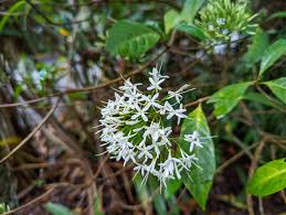 Image result for Pavetta sp. A