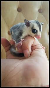 Stok Ready Sugar Glider White Face Joey 1 2 Bulan Jinak Ala Joey Free Pouch Di Lapak Jepri Grosir Bukalapak