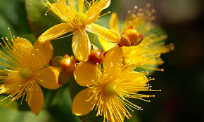 Peki kantaron yağının faydaları nelerdir? The Gorgeous Turkish Kantaron Flower Blooms Brightest Around Lake Tuz In Central Anatolia And Is Very Well Known With Its Heal Bitki Tibbi Bitkiler Fototerapi