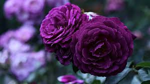 We did not find results for: Hd Wallpaper Flower Rose Purple Roses Garden Blooming Blossom Rosa Centifolia Wallpaper Flare