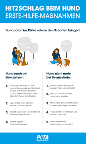 Hitzschlag Oder Sonnenstich Beim Hund Was Tun