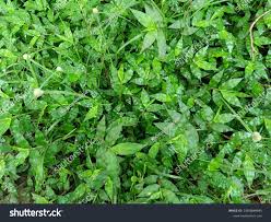 Image result for Oplismenus hirtellus