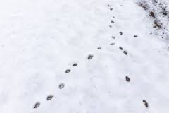 Tierspuren, klaus richarz, alfred limbrunner, tierspuren und fährten erkennen wald grundschule waldschule tierspuren im schnee arbeitsblätter vorschule grundschulen winterschlaf waldkindergarten kunstunterricht grundschule. Tierspuren Im Schnee Wer Stapft Hier Durch Den Winter