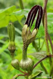 Image result for Ceropegia breviflora
