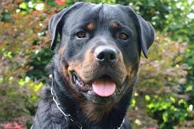 They are somewhat rare in the united states and they originally a south african dog breed. Top 9 Common Breeds Of Dogs That Look Like Rottweilers Anything Rottweiler