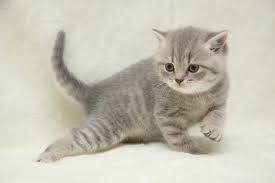 Pin On Cats