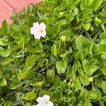 Image result for Falkia