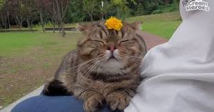 Pin Di Cat
