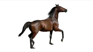 What looks like a detached priest's collar lying on the sand is actually the egg case of the moon snail. The Giant Horse Conch Weights Over 11 Pounds Meme Youtube