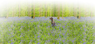 Plant symptoms of poisoning safe alternative; Plants That Are Poisonous To Dogs And Cats Blue Buffalo