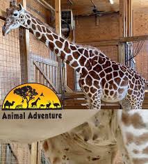Animal adventure park's johari & oliver giraffe cam for possible giraffe calf watch 2021! Tajiri The Giraffe Tajthegiraffe Twitter