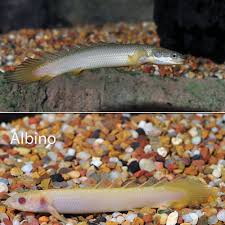 fw cuvier bichir captive bred