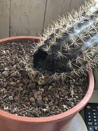 While you won't necessarily get sick from eating just a little bit of bacteria, it can double in number at room temperature (40 to 140 degrees) in as few as 20 but if you want to reduce your risk of eating something sickening, keep these common foods that make you sick off your plate (juuuuust in case) First Cactus Is Getting Sick Cactiguide Com