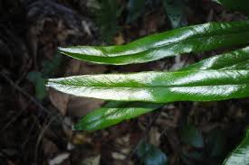 Image result for Lindsaea ensifolia