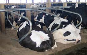 The ee20 engine had an aluminium alloy block with 86.0 mm bores and an 86.0 mm stroke for a capacity of 1998 cc. Overview Of Cattle Production Systems Sciencedirect