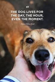 Minipet Online Pet Boutique Is A Melbourne Based For Small Dogs Cats And Their Human Guardian Dog Best Friend Quotes Dog Best Friend Animal Love Quotes