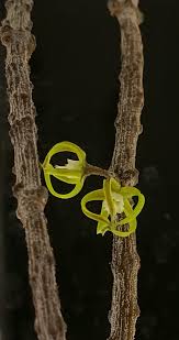 Image result for Cynanchum umtalense