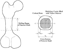 Maybe you would like to learn more about one of these? Drilling Range And Cross Section Of A Porcine Femur Download Scientific Diagram