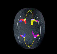 < cell cycle ^ mitosis overview mitosis meiosis >. Interactive Meiosis