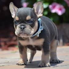 1897 was a big year for french bulldogs and their black and tan. Rare French Bulldog Colors Frenchie World Shop