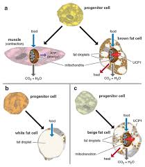 Brown fat, also called brown adipose tissue, helps maintain your body temperature when you get too cold. Can Skinny Fat Beat Obesity American Scientist
