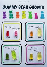 Gummy Bear Growth Free Printable Mamaisdreaming Blogspot Elementary Science Experiments Science Experiments Science Fair