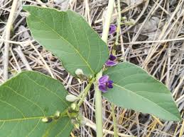 Image result for Neorautanenia mitis