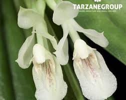 Image result for Solenangis