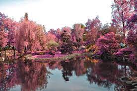 Kafere Japanese Garden Wroclaw Garden