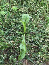 What does slit seeding cost? Lawn Care Weed Control Company In Halifax Bedford Lwr Sackville