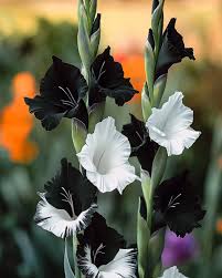 Image result for Gladiolus permeabilis