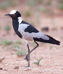 Birds Of South Africa Pictures And Names Blacksmith Lapwing South African Birds Wild Birds Different Birds