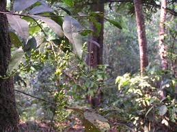 Image result for Campylospermum densiflorum