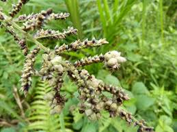 Image result for Echinochloa pyramidalis
