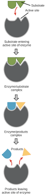 Enzymes And The Active Site Article Khan Academy