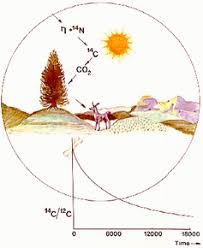 Over time it decays, or transforms to n14 with the release of energy. Explainer What Is Radiocarbon Dating And How Does It Work