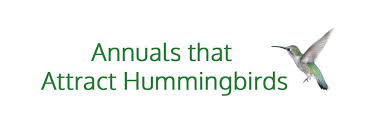 Attracting butterflies, hummingbirds and other pollinators. Annuals That Attract Hummingbirds Port Kells Nurseries