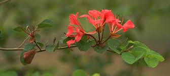 Image result for Tetradenia galpinii