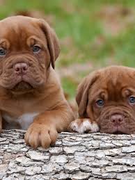 Free Download Description Download Cute Puppies Cell Phone Wallpaper For All 1440x1280 For Your Desktop Mobile Tablet Explore 45 Cute Puppy Wallpaper Free Cute Puppy Wallpapers Puppy Wallpaper Free Puppy Wallpaper Download free cute puppy wallpapers 3.3 for your android phone or tablet, file size: cute puppy wallpapers puppy wallpaper