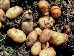 Don't worry if the plants have been killed by hard frost, as the first aboveground frost won't affect the tubers. How To Grow Potatoes