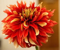 The flowers are large but the petals fold back on. Mexico S Incredible Trees Plants And Flowers And Where To Find Them