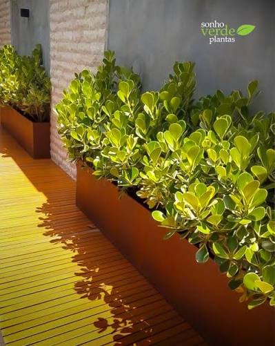 A clusia é aquela planta perfeita para quem quer um jardim bonito, resistente e fácil de cuidar. Muito usada em projetos de paisagismo, ela se adapta super bem ao clima, tem folhas