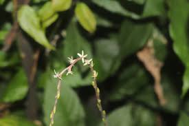 Image result for Petiveria alliacea