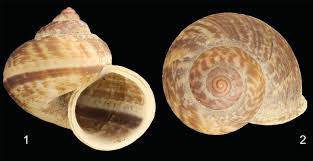 Image result for Cyclosorus molundensis