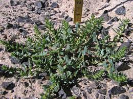 Image result for Lintonia nutans