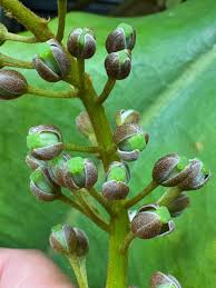 Image result for Eriosema burkei