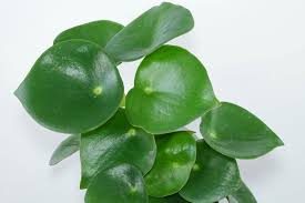 We did not find results for: Peperomia Polybotrya Coin Leaf Peperomia Raindrop Peperomia Care Instructions Peperomia Plant Peperomia Peperomia Raindrop