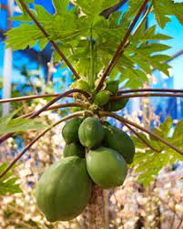 Indoor Fruit Plants Indoor Fruit Plants Indoor Fruit Fruit Plants