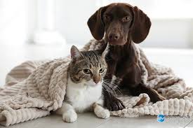 A neutered male dog might also have less desire to roam. Smart Move Insurance World Spay Day Is An Annual Campaign That Aims To Encourage People To Save Animal Lives By Spaying And Neutering Be A Responsible Pet Owner And Schedule An